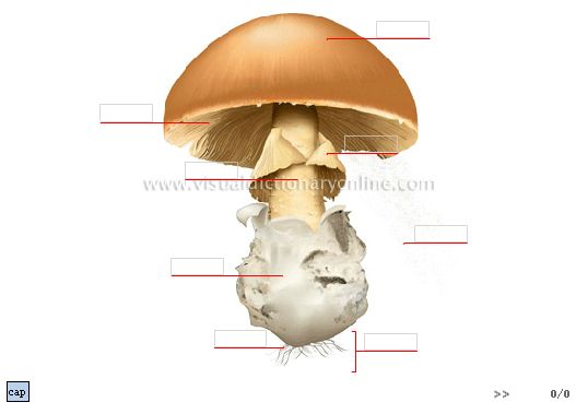 учим английский онлайн учим английский онлайн