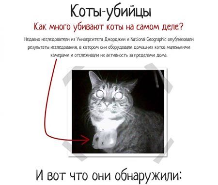 коты-убийцы
