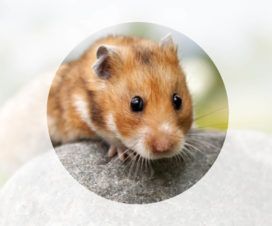 Скруглитель углов