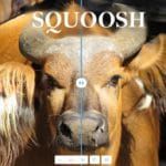 Squoosh