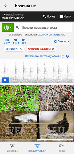 подробное описание определенных видов птиц