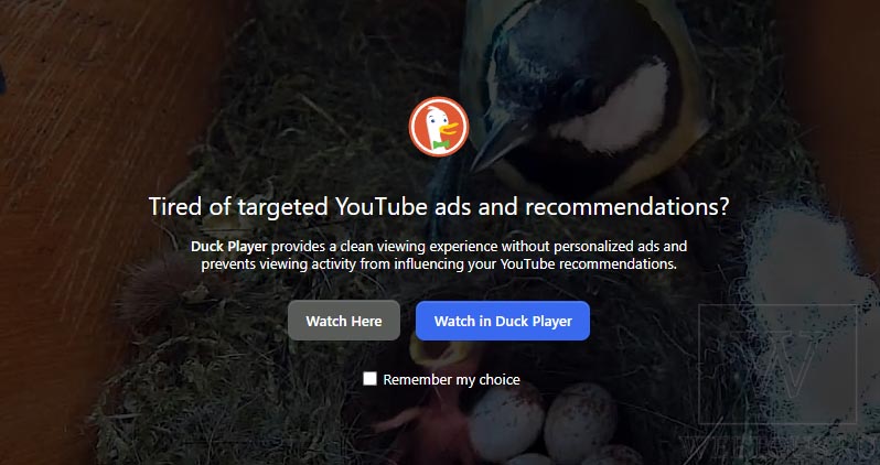 duck player